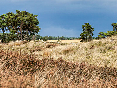 Cycletours_Amsterdam_Cologne_National_park__De_hoge_veluwe__in_the_Netherlands_in_autumn
